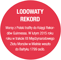 LODOWATY REKORD - Morsy z Polski trafiły do Księgi Rekordów Guinnessa. W lutym 2015 roku roku w trakcie XII Międzynarodowego Zlotu Morsów w Mielnie weszło do Bałtyku 1799 osób.